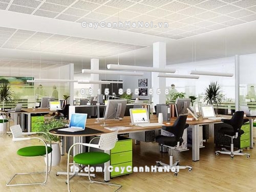 cay xanh van phong cong so 1