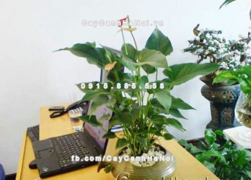 chon-cay-cảnh-van-phong-nhu-the-nao-cho-phu-hop-1