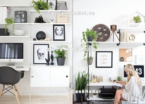 chon cay trong van phong nhu the nao cho phu hop