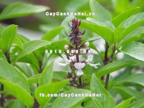 Top loài cây xanh khắc tinh của muỗi nên trồng trong nhà