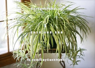 loai-cay-canh-loc-chat-doc-trong-nha-tot-nhat