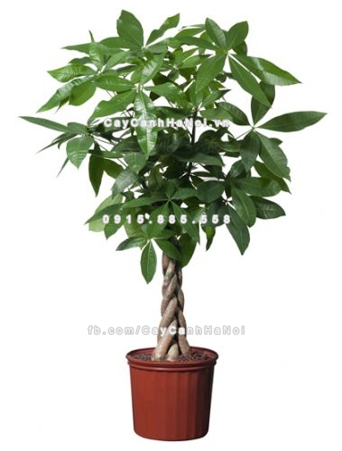 loai-cay-canh-lon-trong-trong-nha-van-xanh-tot-1