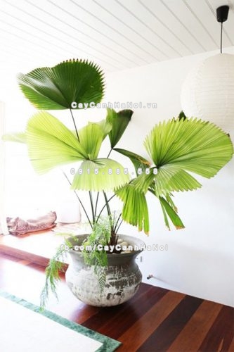 loai-cay-canh-lon-trong-trong-nha-van-xanh-tot-2