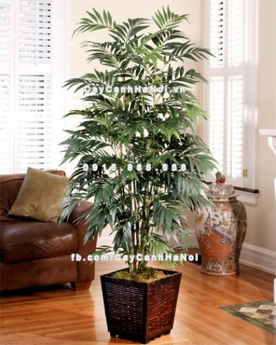 loai-cay-canh-lon-trong-trong-nha-van-xanh-tot-3