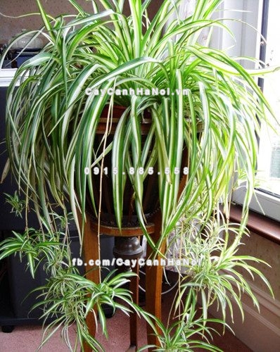 loai-cay-xanh-tot-trong-nha-noi-thieu-san-3