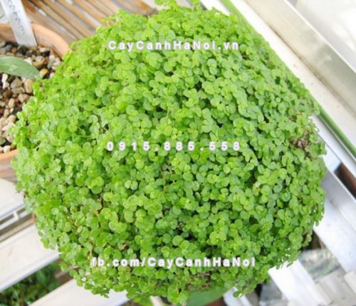 loai-cay-xanh-tot-trong-nha-noi-thieu-sang-6