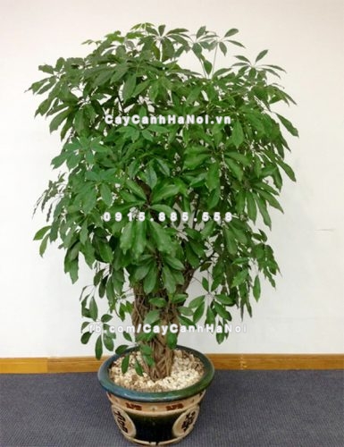 Top loài cây xanh khắc tinh của muỗi nên trồng trong nhà