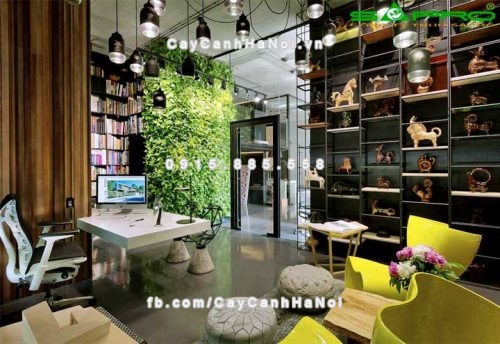 nhung cay trong trong van phong