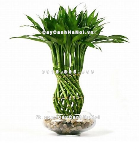 nhung loai cay canh tot cho phong thuy năm 2017 1