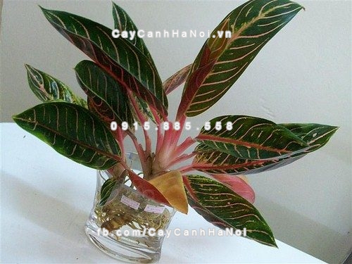 Các loại cây cảnh tốt cho phong thủy năm 2017- tốt nhất 2 Cac-loai-cay-canh- tot-cho-phong-thuy-nam-2017