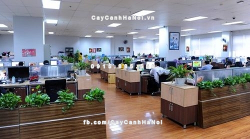 Những loại cây trồng trong văn phòng hót nhất hiện nay 1 nhung-loai-cay-trong-trong-van-phong-1