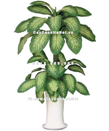 nhưng-loai-cay-xanh-lam-dep-cho-phong-khach-nha-ban-1