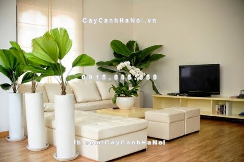 Có nên trồng nhiều cây xanh trong nhà không? 1 nhưng-loai-cay-xanh-lam-dep-cho-phong-khach-nha-ban-2