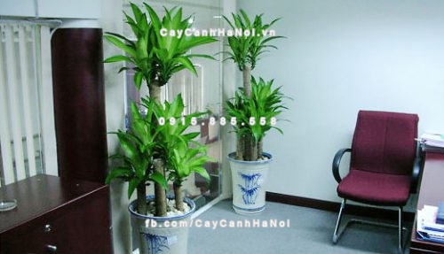 nhưng-loai-cay-xanh-lam-dep-cho-phong-khach-nha-ban-3