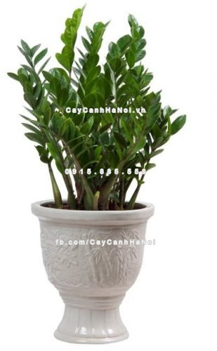 nhưng-loai-cay-xanh-lam-dep-cho-phong-khach-nha-ban