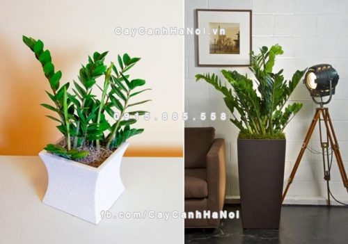 phat-tai-voi-cay-xanh-trong-trong-phong-khach-3