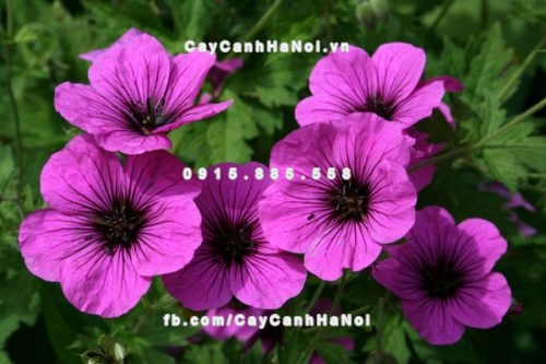 nhung-loai-cay-canh-dep-doc-dao-tot-cho-suc-khoe-va-phong-thuy