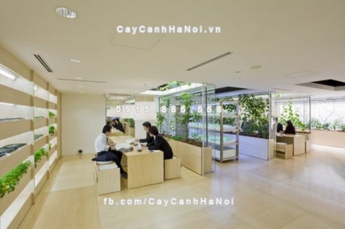 tai sao nen trong cay xanh trong van phong