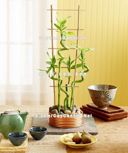 Tổng hợp những loại cây phong thủy nên trồng trong nhà nhất 2 tong-hop-nhung-loai-cay-phong-thuy-nen-trong-trong-nha-2