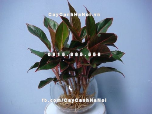 Tổng hợp những loại cây phong thủy nên trồng trong nhà nhất 3 tong-hop-nhung-loai-cay-phong-thuy-nen-trong-trong-nha-4