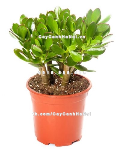 Trồng cây theo phong thủy trong nhà và những điều cần chú ý 2 trong-cay-theo-phong-thuy-trong-nha-1