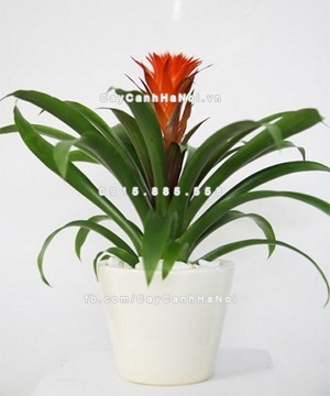 Trồng cây theo phong thủy trong nhà và những điều cần chú ý 3 trong-cay-theo-phong-thuy-trong-nha-2