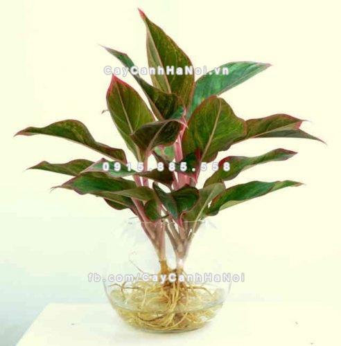 Trồng cây theo phong thủy trong nhà và những điều cần chú ý 1 trong-cay-theo-phong-thuy-trong-nha