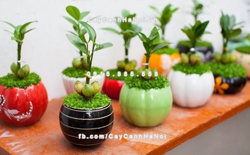 Trồng cây theo phong thủy trong nhà và những điều cần chú ý 4 trong-cay-theo-phong-thuy-trong-nha-5