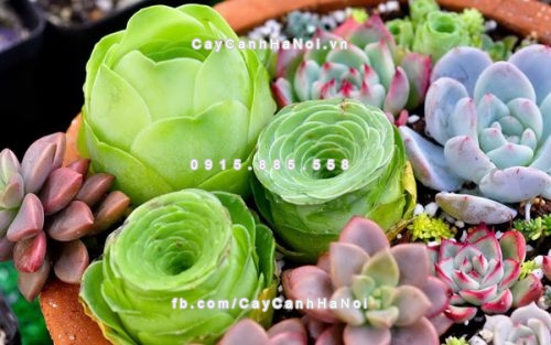 trong cay theo phong thủy trong nhà