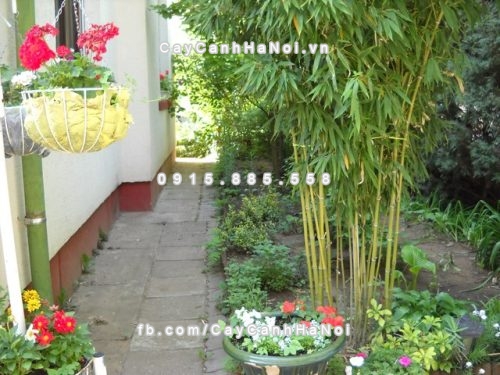 Trồng cây trước nhà đúng phong thủy nhất 4 trong-cay-truoc-nha-dung-phong-thuy-1