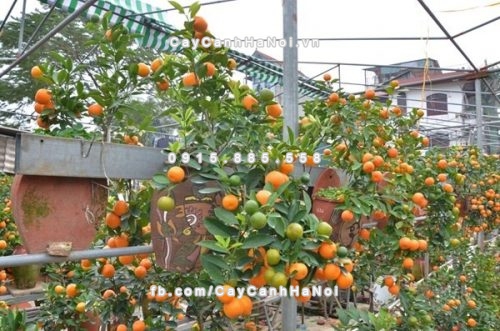 Trồng cây trước nhà đúng phong thủy nhất 3 trong-cay-truoc-nha-dung-phong-thuy-2