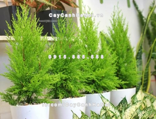 nhung-loai-cay-canh-dep-doc-dao-tot-cho-suc-khoe-va-phong-thuy