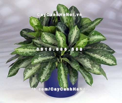 Những loại cây xanh mang lại tài lộc cho gia chủ mà bạn nên biết 2 Những loại cây xanh mang lại tài lộc cho gia chủ bao gồm những cây gì? Đó là câu hỏi được nhiều quý ông quan tâm. Cây xanh phong thủy có nhiều loại khác nhau, mỗi loại mang một ý nghĩa riêng biệt và một vẻ đẹp mỹ miều. Trong bài này chúng tôi chia sẻ một số tên loại cây cảnh phong thủy đem lại tài lộc cho gia chủ. Những loại cây xanh mang lại tài lộc cho gia chủ mà bạn nên biết Các loại cây cỏ đưa tới tài lộc cho gia chủ bao hàm những cây gì? đó là thắc mắc được không ít cánh mày râu quan tâm. cây cối phong thủy có rất nhiều loại khác biệt, mỗi loại mang trong mình 1 chân thành và ý nghĩa riêng không liên quan gì đến nhau và một vẻ đẹp mỹ miều. Trong bài này công ty chúng tôi chia sẻ một số tên loại cây cảnh phong thủy mang về tài lộc cho gia chủ. các loại cây cỏ đưa tới tài lộc cho gia chủ 1. Cây lộc vừng mang màu đỏ lộc may về tài lộc Theo phong thủy, cây lộc vừng là cây mang đến đỏ may mắn về tài lộc. màu đỏ của hoa lộc vừng tượng trưng cho hỷ sự. Chính vì như vậy trồng cây lộc vừng trong khuôn viên nhà, đặc biệt quan trọng khi cây nở hoa đỏ rực sẽ mang lại nhiều tài lộc, màu đỏ may mắn và niềm vui cho gia chủ. Cây tài lộc đưa tới hiệu ứng an ninh, bình yên cho sự đi lên kinh tế tài chính. Để đưa tới tài lộc màu đỏ may mắn, bạn nên trồng cây tài lộc trước sân nhà, & trồng tại vị trí thoáng đãng để cây có nhiều điều kiện và phát triển cực tốt. 2. Cây vạn niên thanh mang tính chất sum vầy, sung túc Vạn niên thanh sống lâu năm mà vẫn xanh tốt, mùa đông lá không héo úa nên được nhìn nhận là loài cây cát tường, được sử dụng rộng thoải mái. Dùng vạn niên thanh trong ngày lễ hội tết là ngụ ý sung túc xuất sắc đẹp, trong các công việc hôn nhân là cầu chúc như mong muốn, trong lễ mùng thọ là để chúc sống lâu. Mặc dù thế, đừng nên trồng vạn niên thanh trong nhà, nhất là phòng ngủ vì cây có chất độc, khi tình cờ bị nhựa cây dính vào mắt, da sẽ gây bỏng rát, đặc biệt là trẻ nhỏ. 3. Cây kim tiền mang phong phú cho gia chủ Được nhìn nhận là dòng cây “phú quý”, có tác dụng chiêu tài nên kim tiền rất tương thích làm quà Tặng Kèm trong các dịp mừng lễ, tết, thăng chức, thành lập khai trương. Nếu cột lên cây vài sợi chỉ đỏ hoặc vài đồng tiền vàng (tượng trưng) thì sẽ biến thành cây phát tài, có ý nghĩa về mặt tử vi và rất đẹp mắt. Nên bày cây ở hướng Đông, Đông Bắc trong nhà ở, phòng hội họp, văn phòng, nhà hàng, khách sạn. Trên đây là một s loại cây xanh mang lại tài lộc cho gia chủ mà bạn nên biết