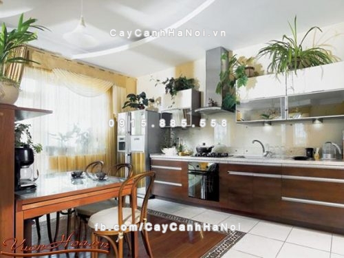 y-nghia-cac-loai-cay-canh-theo-phong-thuy-1