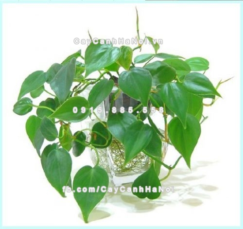 Ý nghĩa các loại cây cảnh theo phong thủy phát tài cho gia chủ 2 y-nghia-cac-loai-cay-canh-theo-phong-thuy-2