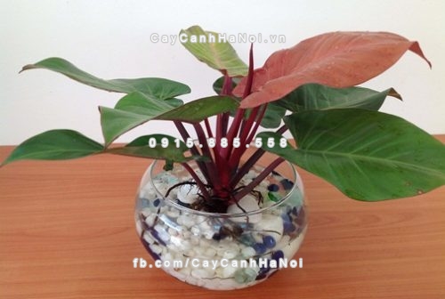 cho-biet-ve-nhung-loai-cay-canh-gia-tang-tai-loc-tren-ban-lam-viec-pho-bien-nhat