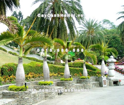 cac-loai-cay-canh-thuong-dung-trong-khach-san-1