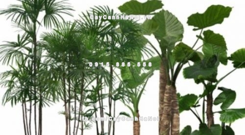 cac loai cay canh thuong dung trong khach san