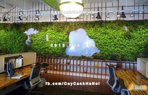 cach chon va cham soc cay van phong