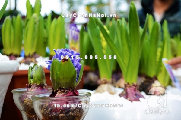 Giới thiệu cùng bạn các loại cây cảnh mini để bàn vừa xinh vừa rước tài lộc đến với chủ nhân 3 cay canh 4 1
