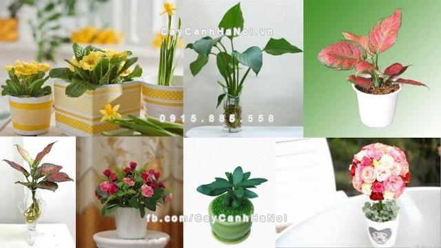Các điều cần chú ý đối với cây đặt trên bàn làm việc giúp gặp nhiều may mắn 2 cay canh de ban 2 1