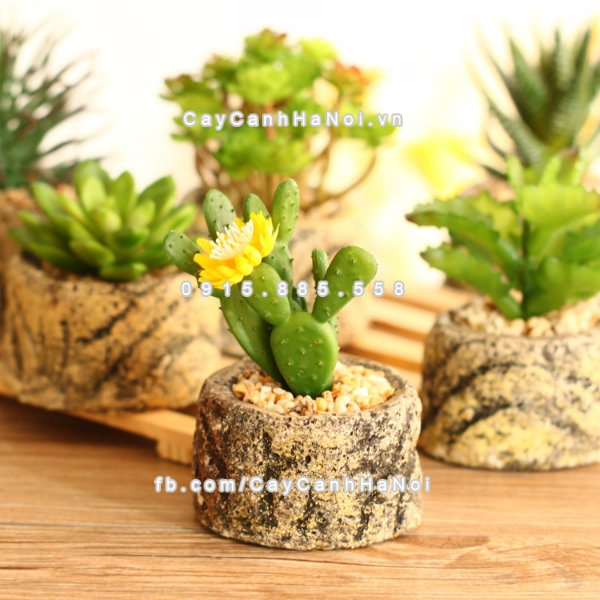 Các loại cây cảnh được ưa chuộng mùa Tết năm nay 9 cay canh