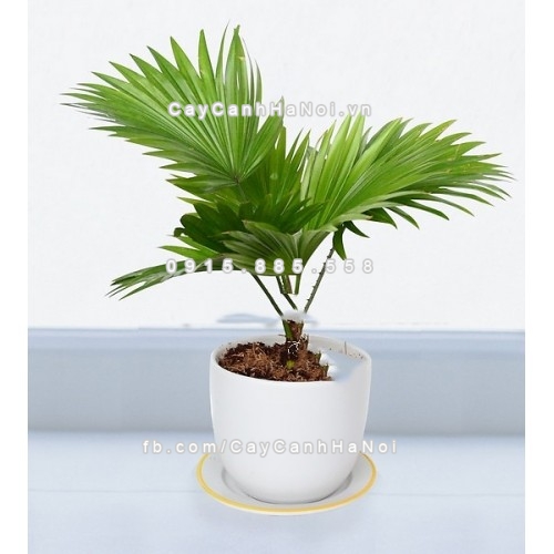 cay-de-ban-theo-phong-thuy