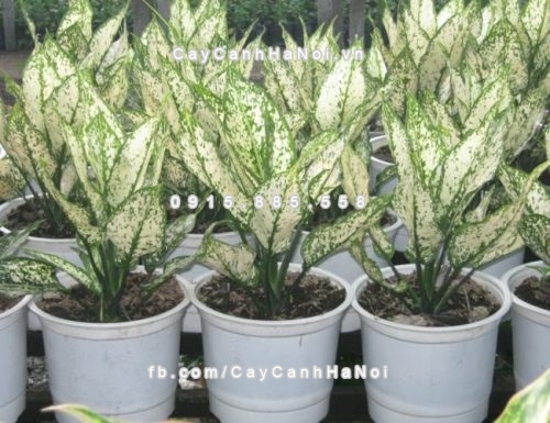 phat - tai - nho - chon - cay - canh - phu - hop - voi - phong - thuy - ban - lam -viec 1