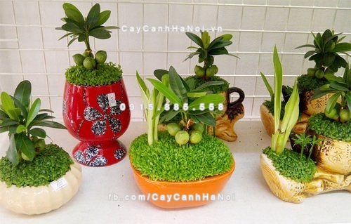 cay xanh van phong 1