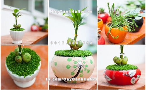 co-nhung-loai-cay-canh-van-phong-duoc-ua-chuong-nao-vi-sao-duoc-ua-chuong