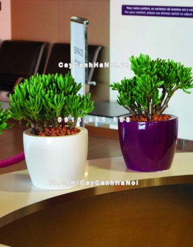 chau_composite_trong_cay_cao_cap_c10