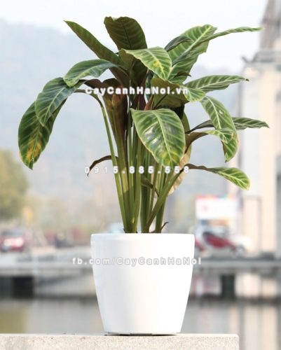 chau_composite_trong_cay_cao_cap_c11