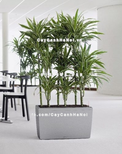 chau_composite_trong_cay_cao_cap_c12