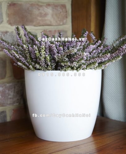 Chậu composite trồng cây cao cấp C9 1 chau_composite_trong_cay_cao_cap_c9